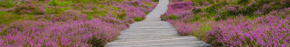 Journey of personal wellness and healing. 